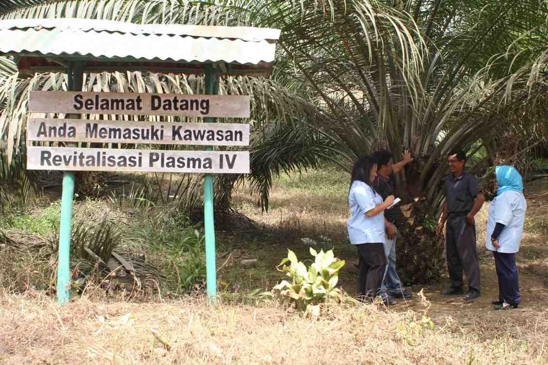 PTPN IV PalmCo Serap 2,09 Juta Ton TBS Petani hingga Juli 2026