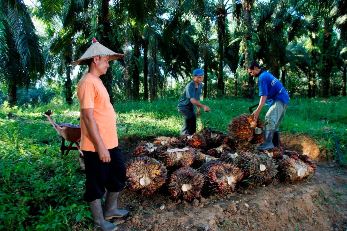 Harga Sawit Tertekan, Pemerintah Ancam Sanksi PKS, PTPN IV PalmCo Jaga Serapan TBS Petani